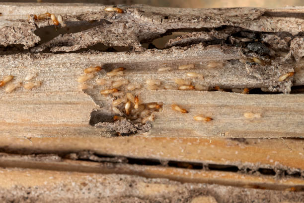 Pest Control for Restaurants in Kenedy, TX